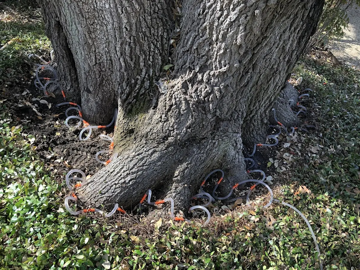 Detailed Shrub and Hedge Trimming job site in Ooltewah