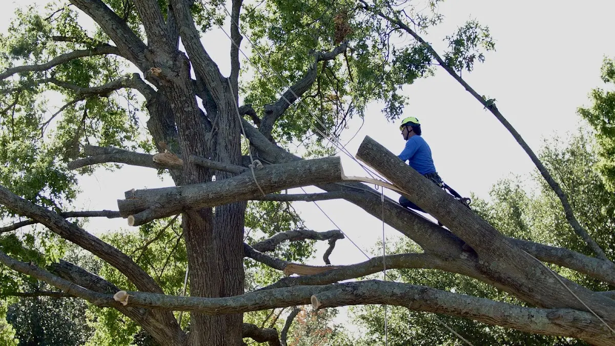 Professional Crown Thinning performed by certified arborists in Ooltewah